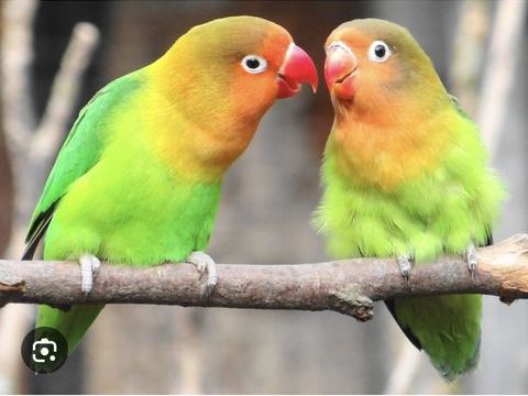 lot d'ins&eacute;parable 10 31290 Villefranche-de-lauragais