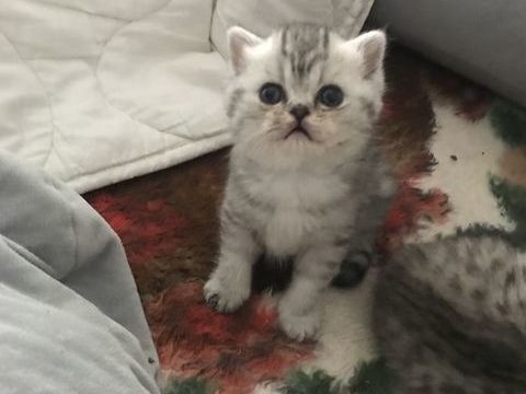 Magnifique chaton 700 72000 Le mans