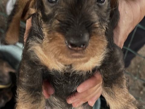 A r&eacute;server chiot teckel &agrave; poil dur. 0 81100 Castres