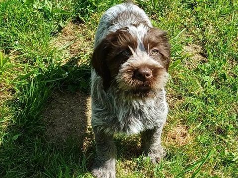 chiots Griffon Korthals 600 24360 �touars