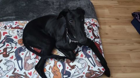 FURIA&#128153; Un il fermé mais un cur grand ouvert : découvrez notre petit galgo courage 220 24140 Douville