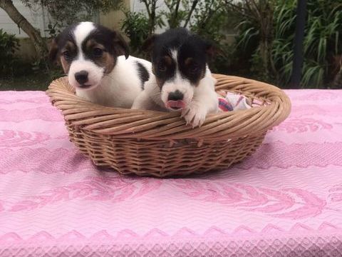 Chiots Jack Russel 700 40230 Saint-vincent-de-tyrosse