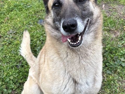 TACOS, berger allemand , 5 ans 220 34500 B�ziers