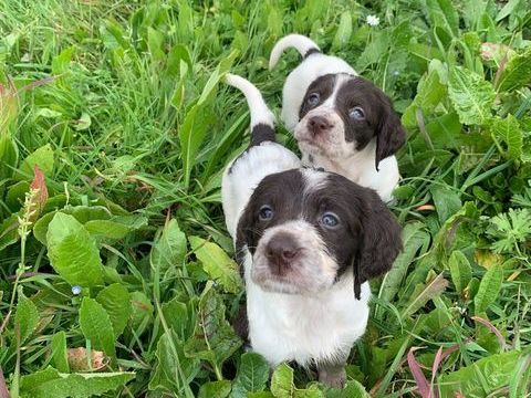 Chiots Epagneul Fran&ccedil;ais. 900 56700 Sainte-hélène