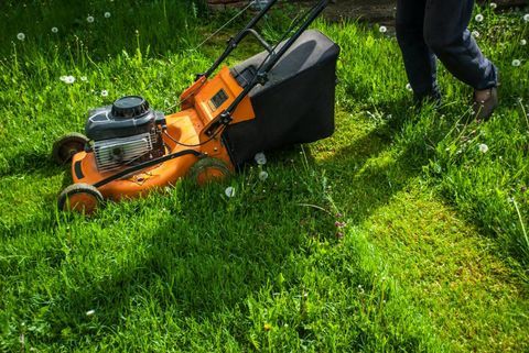 Planifiez l'entretien de votre pelouse : conseils et meilleures pratiques