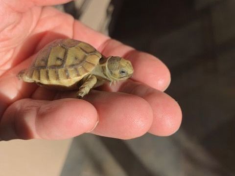 Tortue terrestre juv&eacute;nile de 2 mois tr&egrave;s sociable 100 69800 Saint-priest