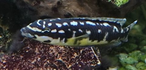 Cichlid&eacute;s africain 2 69009 Lyon