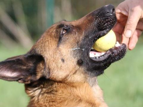 Candice, superbe Berger Belge Malinois à l'adoption 330 44590 Sion-les-mines