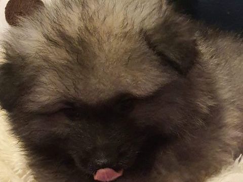 Magnifiques SPITZ Allemand Loup 500 36120 Pruniers