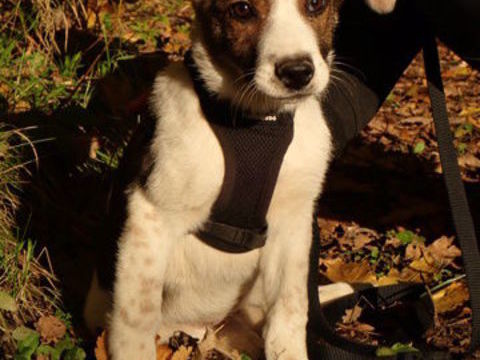 Okada à l'adoption 320 90000 Belfort