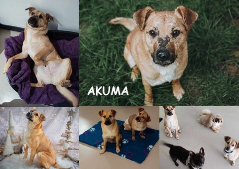 AKUMA 3 ans à adopter 1 27170 Beaumont-le-roger