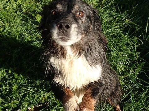 Alwin à l'adoption 300 49000 Angers