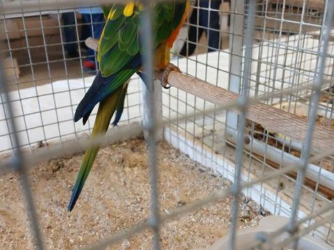 Perruche conure SOLEIL 250 79400 Azay-le-br�l�