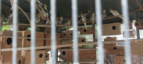  14 couples de perruches calopsittes reproductrices 40 94450 Limeil-brvannes