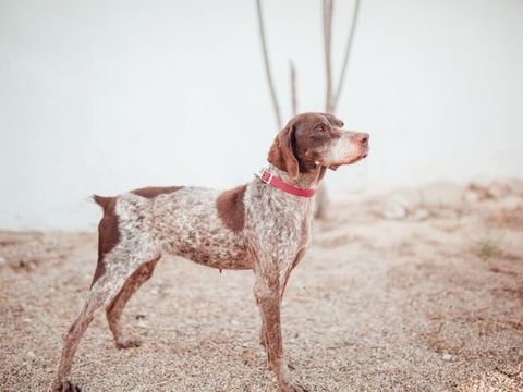 ABI 300 78170 La celle-saint-cloud