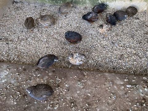 Cailles de chine nées en  2025 et baguées 15 35520 La chapelle-des-fougeretz