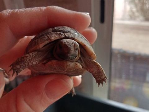 tortues de terre 40 34800 Aspiran