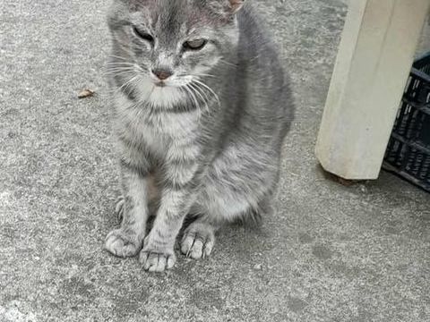 Chat PAPI CHAT &agrave; l adoption 80 07360 Les olli�res-sur-eyrieux