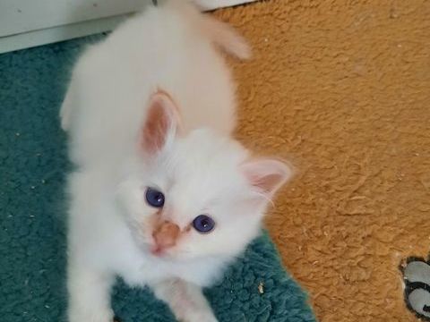 Magnifiques châtons Sacrés de Birmanie LOOF 990 94420 Le plessis-trvise