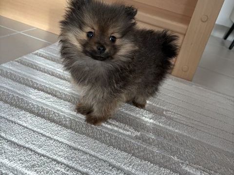 Chiot spitz petit 700 44860 Pont-saint-martin