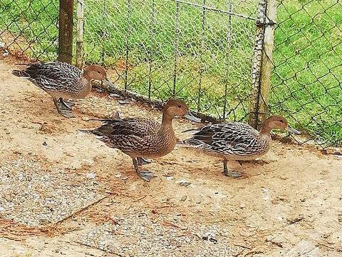 Canards pilets Europe 50 47440 Casseneuil