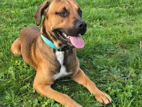 Tyser, crois&eacute; berger &agrave; adopter 350 44240 Suc�-sur-erdre