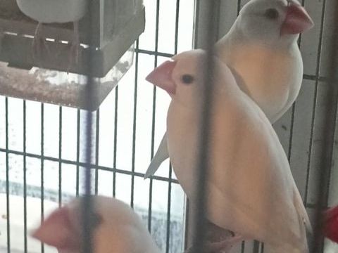 Paddas blancs 15 77750 Saint-cyr-sur-morin