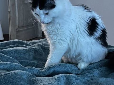 Chat ANITA à l adoption 230 26170 Mollans-sur-ouvze