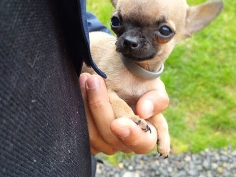Chiot type chihuahua mini 1000 44530 Svrac