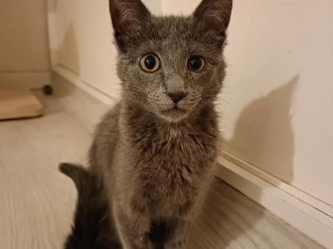 Smokie adorable chipie 180 91170 Viry-ch�tillon