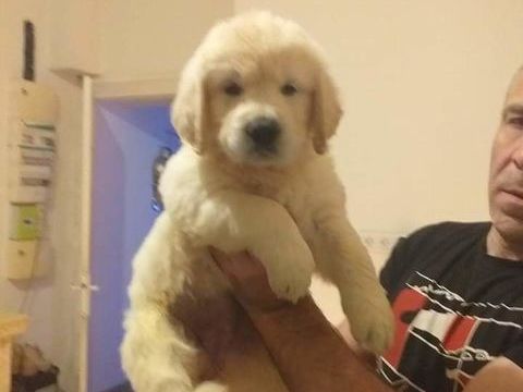 Chiots golden retriever issu parent lof 900 59264 Onnaing