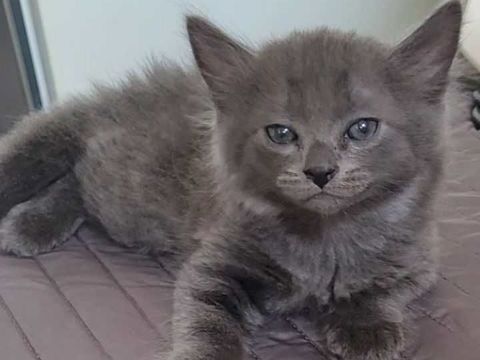 Magnifique chaton bleu russe 450 75017 Paris
