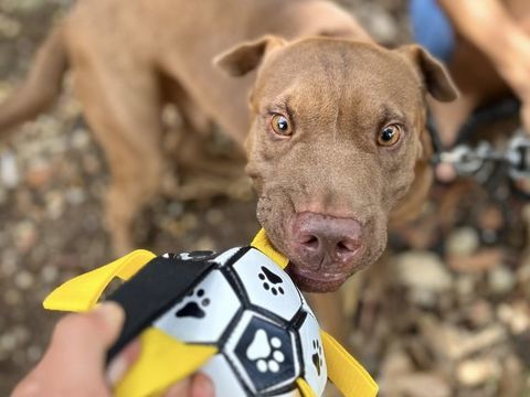 Pollux, m&acirc;le crois&eacute; Shar Pei, n&eacute; le 03/06/2024 🐶 380 56000 Vannes