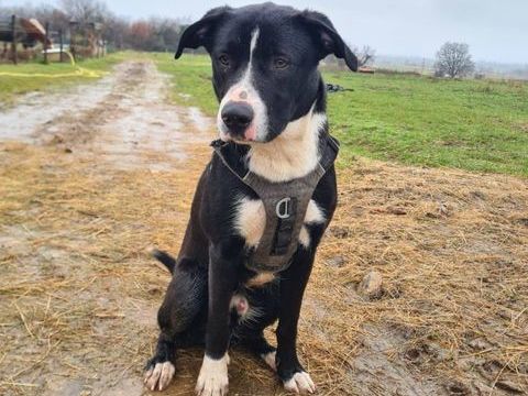 ARON 300 26120 Montvendre