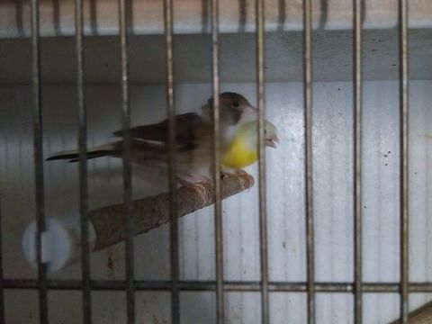 Canaris bec droit 50 17260 Gémozac