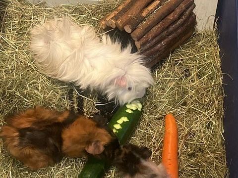 2 cochons d'inde (m&egrave;re et fils) (le blanc est d&eacute;c&eacute;d&eacute;) 100 93430 Villetaneuse