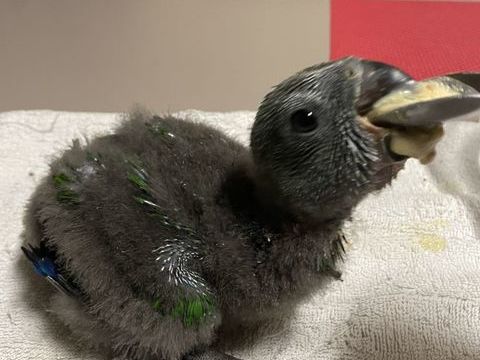 PERROQUET ECLECTUS 700 45520 Chevilly