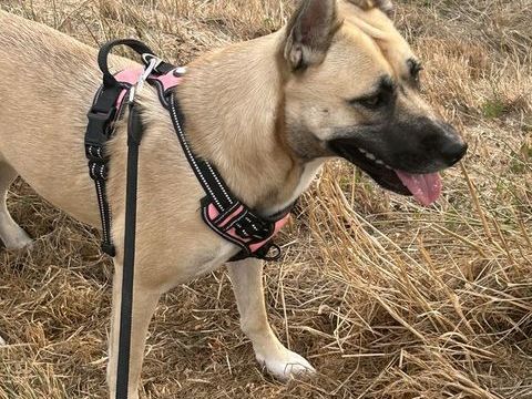 Donne chienne malinoise croiser husky 0 58300 Decize