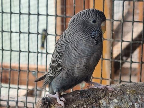 perruches black face 70 82500 Beaumont-de-lomagne