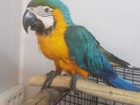 Perroquet Bleu et Jaune EAM 2025 1500 82710 Bressols