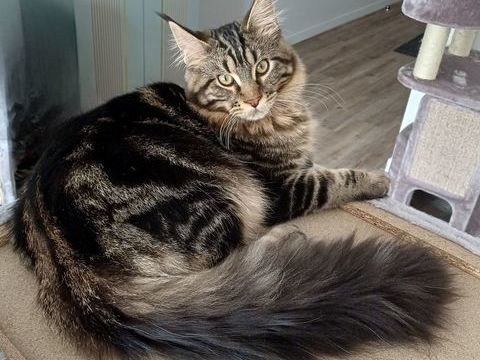 Male maine coon loof riex 700 51100 Reims