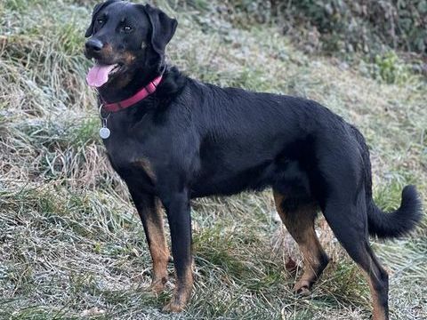 Beauceron cot 4, Dys A/A, coudes 0, PL-1-n/n, pour saillie 400 69130 �cully