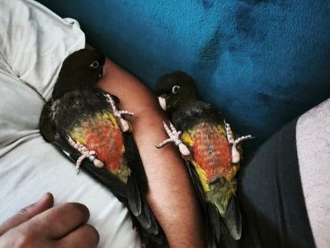 Conure de patagonie EAM 2026 350 35210 Châtillon-en-vendelais