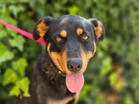 YORI 320 27620 Gasny