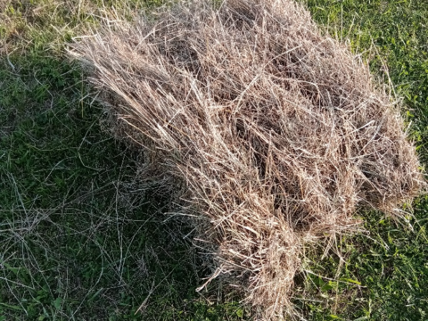 foin sans engrais / nourrisseur  a lapin 2 55000 Rumont