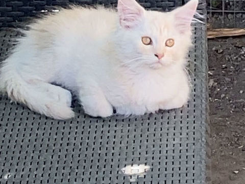 MAINE COON ? CHATONS DISPONIBLES ??? les loulous de c?ur 740 88000 Épinal