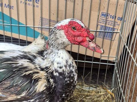 Canard de barbarie 25 03470 Montay-sur-loire