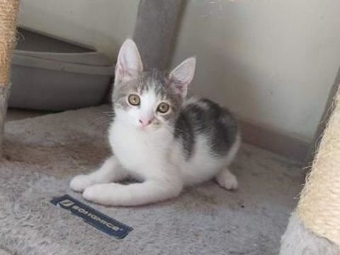 Taz, chaton à conquérir !!! 65 62260 Auchel