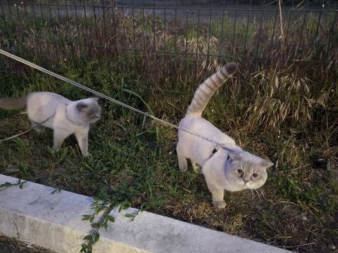 Magnifique Chat pour SAille 150 26260 Saint-donat-sur-l'herbasse