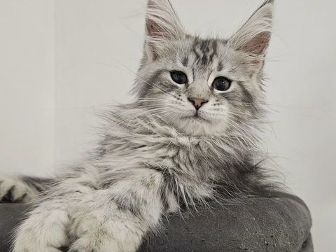 Maine coon Loof 1500 13390 Auriol